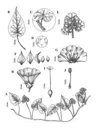 Image result for Faroa involucrata