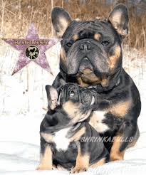 This lovable fellow is vet checked and up to date on shots and wormer French Bulldog Breeders French Bulldog Puppies For Sale French Puppies For Sale French Bulldogs French Bulldog Puppies For Sale