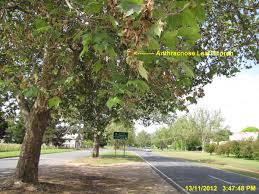 Sygdomme i london plane trees. Plane Tree Anthracnose Disease