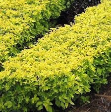 Image result for Duranta erecta