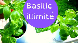 Comment Faire Pousser Du Basilic Illimite En Balcon A L Interieur En Pot En Appartement Youtube Faire Pousser Du Basilic Basilic Basilic Plante