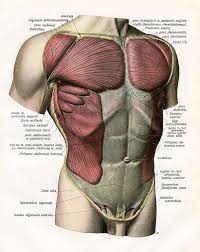 Extending across the anterior surface of the body from the superior border of the pelvis to the inferior border of the ribcage are the muscles of the abdominal wall, including the transverse and rectus abdominis and the internal and external obliques. Muscles And Ligaments Of Torso By Graphicaartis