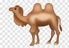 They can shut their nostrils during sand storms. Dromedary Bactrian Camel Emoji Iphone Mammal Transparent Png