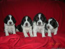 Can you recommend a good english springer spaniel breeder in georgia? English Springer Spaniel Puppies Price 300 For Sale In Wonewoc Wisconsin Best Pets Online