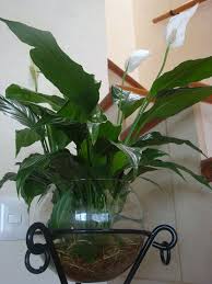 Ver más ideas sobre plantas en agua, plantas, decoracion plantas. Plantas De Interior En Jarrones Con Agua Lirios Jardinagem Hidroponica Ideias De Jardinagem