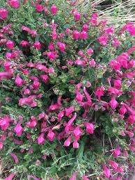 Image result for Scutellaria schweinfurthii