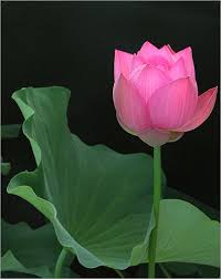 The pink lotus is the national flower for one type of lotus seed managed to revive after 1,300 years of dormancy. Lotus Flower 2 Lotus Flower Pictures Flowers Lotus Flower Meaning