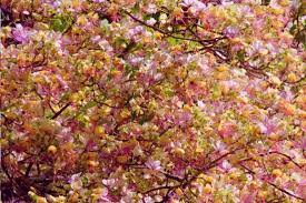 Maybe you would like to learn more about one of these? 7 Philippine Native Trees You Need On Your Instagram Feed