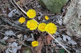 Coltsfoot has been used for centuries as an herbal remedy for coughs and colds. Coltsfoot Not Dandelion Bygl