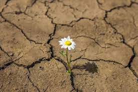 Maybe you would like to learn more about one of these? Resiliencia Nova Natura Club