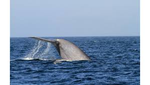 Check spelling or type a new query. Things To Do In Person And Online In The San Fernando Valley La Area July 16 23 Daily News