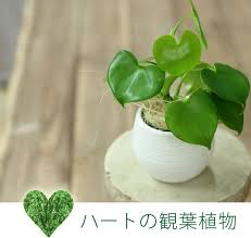 楽天市場 土を使ってないから 鉢が倒れても安心 ハート型の観葉植物 フィロデンドロン グラジエラエ 育てやすい観葉植物 育て方説明書付き ミニ観葉植物 インテリア ｅ 花屋さん ミニ観葉植物 観葉植物 お花屋さん