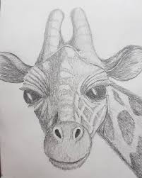 Las páginas para colorear de jirafas se pueden ver en la primera página, una linda jirafa. My First Pencil Works Pencil Drawing Giraffe Head Giraffe Drawing Drawings Drawing Sketches