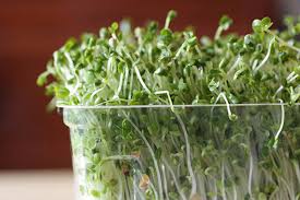 Health Benefits Of Eating Sprouts Sprouting Tips One