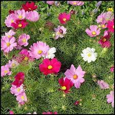 Want Flowers In Your Garden All Through The Year Try These Guidelines My Easy Garden Ideas Cosmos Flowers Annual Flowers Cosmos Flower Pictures