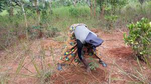 Image result for Burttdavya nyasica