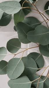 Download and use 30,000+ desktop wallpaper aesthetic stock photos for free. The Ultimate Guide To Free Sage Green Aesthetic Wallpaper Just Jes Lyn