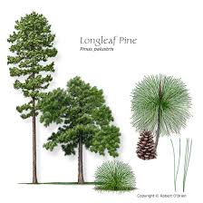 Time to bring house plants inside these pictures of this page are about:tall cactus varieties. Longleaf Pine Improved 1 5 Generation Containerized Sold Out