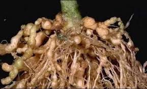 Why choose Paecilomyces lilacinus to control nematodes? - Dora Agri-Tech