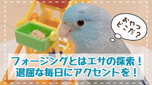 フォージングの意味はエサの探索！マメルリハインコに楽しく良いストレスを与えよう！ - まいぶろぐ まいにゃぴ
