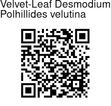 Image result for Polhillides