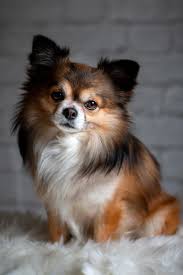 Terrier hund süß klein struppig haustier zunge. Chihuahua Hund Suss Haustier Klein Tier Rennen Chiwawa Pelz Charmant Weiss Braun Pikist