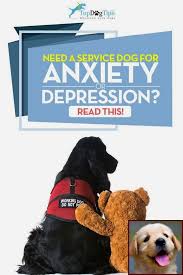 Potty Training A Pet Rabbit And Dog Training Courses Zurich I Believe That Dogs Deserve To Have The Best Lives Possi Dogs Dog Behavior Problems Dog Behavior