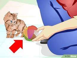 4 Ways To Get A Sick Kitten To Eat Wikihow