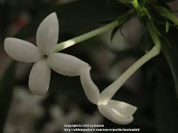Image result for Bouvardia longiflora