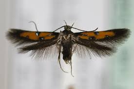 Image result for Chrysoclista splendida