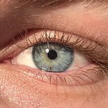 With blue eyes, there is a fair amount of melanin in the back of the iris, but relatively little melanin within the stroma, making it translucent, with light as with more uniform eye coloring, in all cases the resulting eye color is largely a function of brown and yellow pigmentation and its distribution and. Eye Color Wikipedia