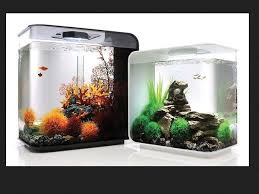 Desain minimalis nampaknya paling sesuai dengan segala kebutuhan dan bisa diaplikasikan untuk beragam ruangan. Jenis Dan Harga Aquarium Yang Populer Dijual Sekarang Ini