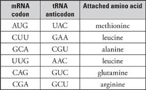 Transcription And Translation Subject Review Sat Biology