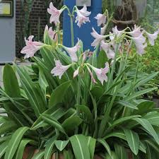 Image result for Hippeastrum sp. cultivars