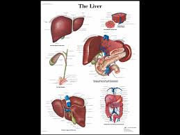 Anatomical Chart Liver A 1 Medical Integration