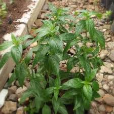 Jual greensimax 4in1 ekstrak kulit manggis daun sirsak sambiloto pegagan jakarta selatan aini shopedi tokopedia. Bibit Tanaman Herbal Daun Sambiloto Terbaru Agustus 2021 Harga Murah Kualitas Terjamin Blibli