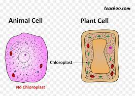 There is no cell wall in animal cell. Both Plant And Animal Cell Cell Wall Png Transparent Png Vhv