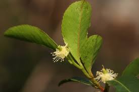 Image result for Aphloia theiformis