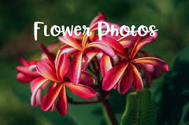 A wide variety of free flowers and plants options are available to you, such as usage condition, material, and occasion. 32 Free Stock Pictures Of Flowers Fancycrave