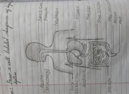 Maybe you would like to learn more about one of these? Draw A Diagram Of Human Digestive System Edurev Class 7 Question