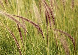 Image result for Cenchrus unisetus