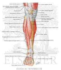 Skeletal diagram label wiring diagram forward. Muscles Of Leg Superificial Dissection Anterior View