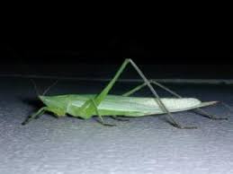 Image result for Ruspolia australis