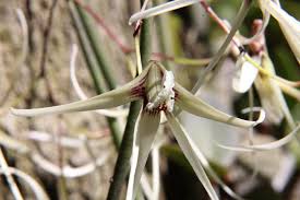 Image result for Crotalaria teretifolia