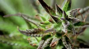 Weed hd wallpaper in color 4k desktop for ultra post by hipster. 4k Marijuana Wallpapers Top Free 4k Marijuana Backgrounds Wallpaperaccess