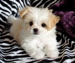 All of our puppies and adults are registered with amra; Mi Ki Colors Belle Amie Mi Kis Miki Dog Lap Dogs Lap Dog Breeds