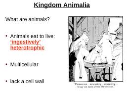 We did not find results for: Kingdom Animalia What Are Animals Animals Eat To Live Ingestively Heterotrophic Multicellular Lack A Cell Wall Ppt Powerpoint