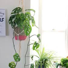Made A Macrame Plant Hanger For My Monstera Adansonii Finally Managed To Put It Up Today Macrame Plant Hanger Plant Hanger Plants