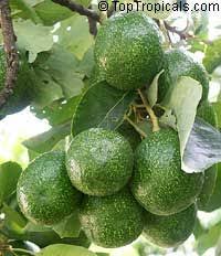 Check spelling or type a new query. 42 Best Avocado Varieties Ideas Avocado Varieties Avocado Avocado Tree