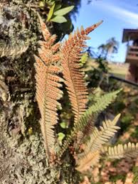 Image result for Pleopeltis  × simiana